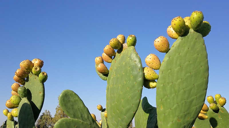 Kaktusfeigen (Opuntia ficus-indica) aus unserer Produktion